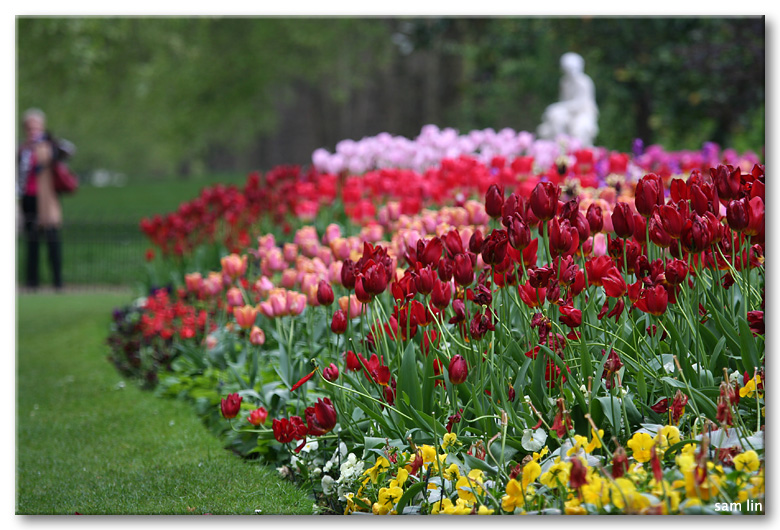 St. James's Park Tulips