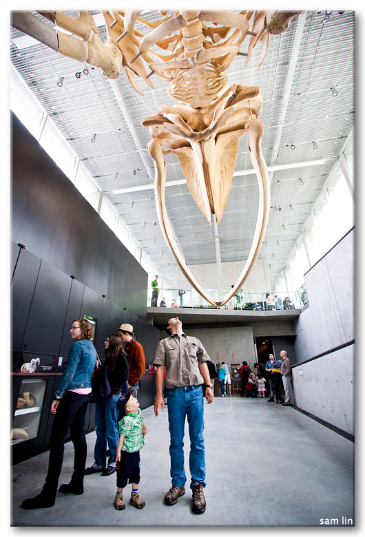Beaty Museum Blue Whale Skeleton