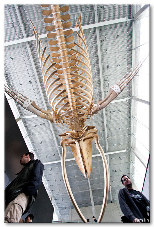 Beaty Museum Blue Whale Skeleton