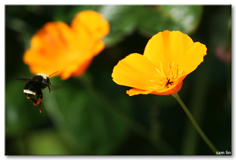 Bee approaching orange flower
